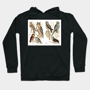 Owl Species - Vintage Print Hoodie